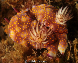 Risbecia pulchella cuddling. by Valda Fraser 
